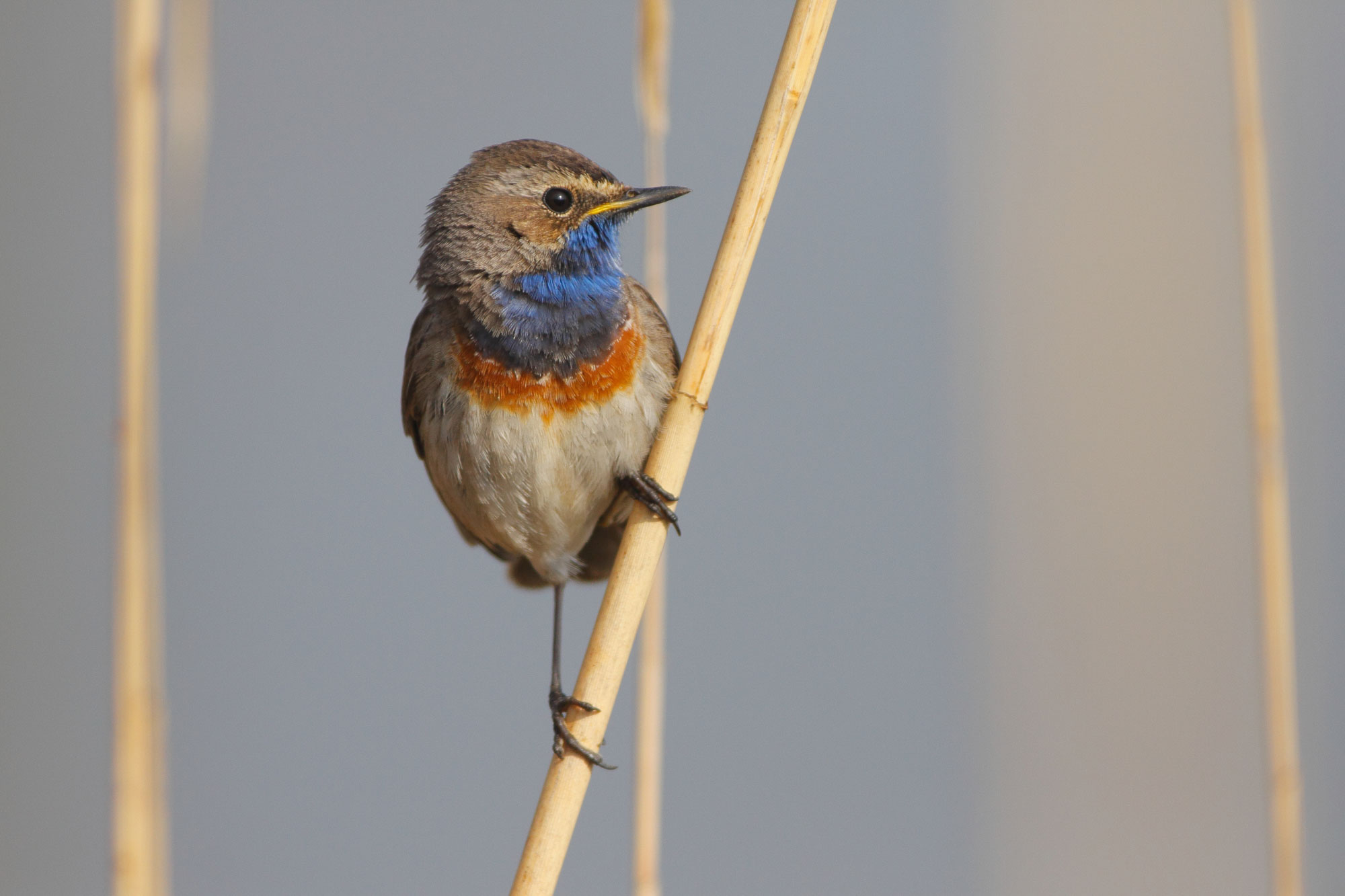 Blaukehlchen Lbv Gemeinsam Bayerns Natur Sch Tzen